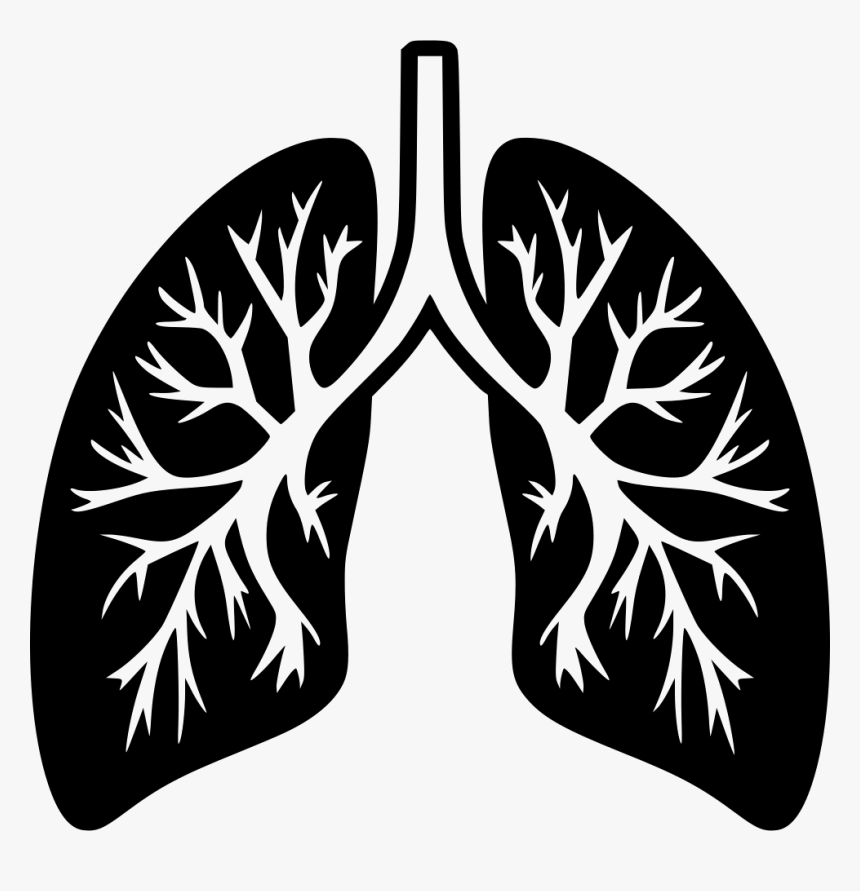 Lungs Png - Lungs Png Icon, Transparent Png, Free Download