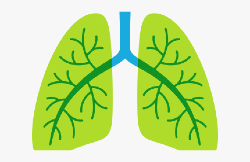 Lungs Png Transparent Images - Lungs Png Transparent, Png Download, Free Download