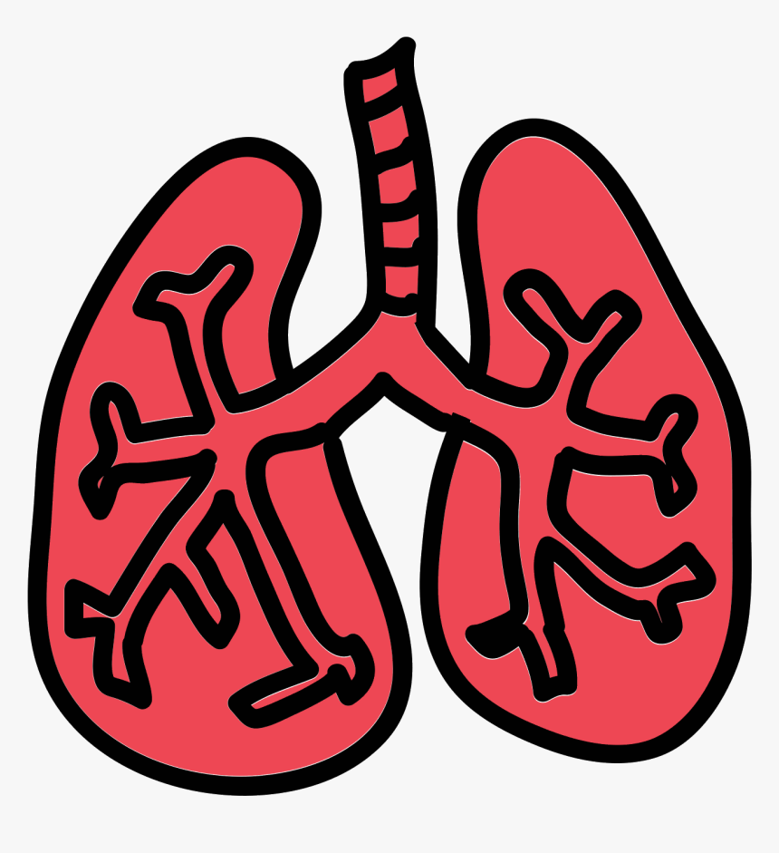 Lungs Png - Human Lungs Transparent Background, Png Download, Free Download