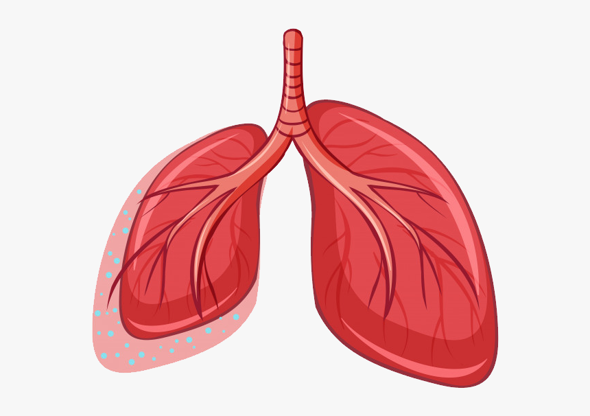 Lungs Png - Pulmao Humano Png, Transparent Png, Free Download