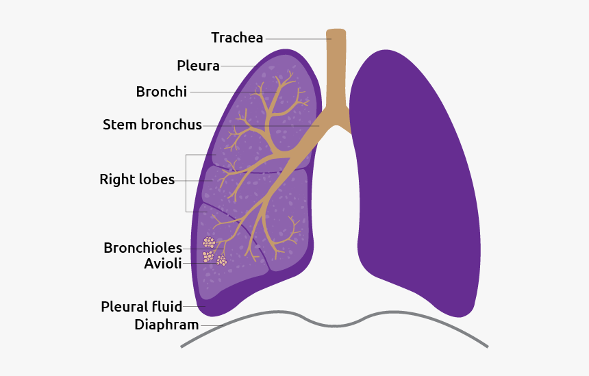 Human Lung Detail - Animal, HD Png Download, Free Download