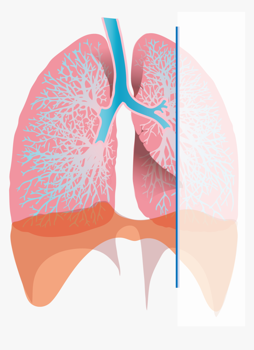 Transparent Inhaler Clipart - Respiratory Pump, HD Png Download, Free Download