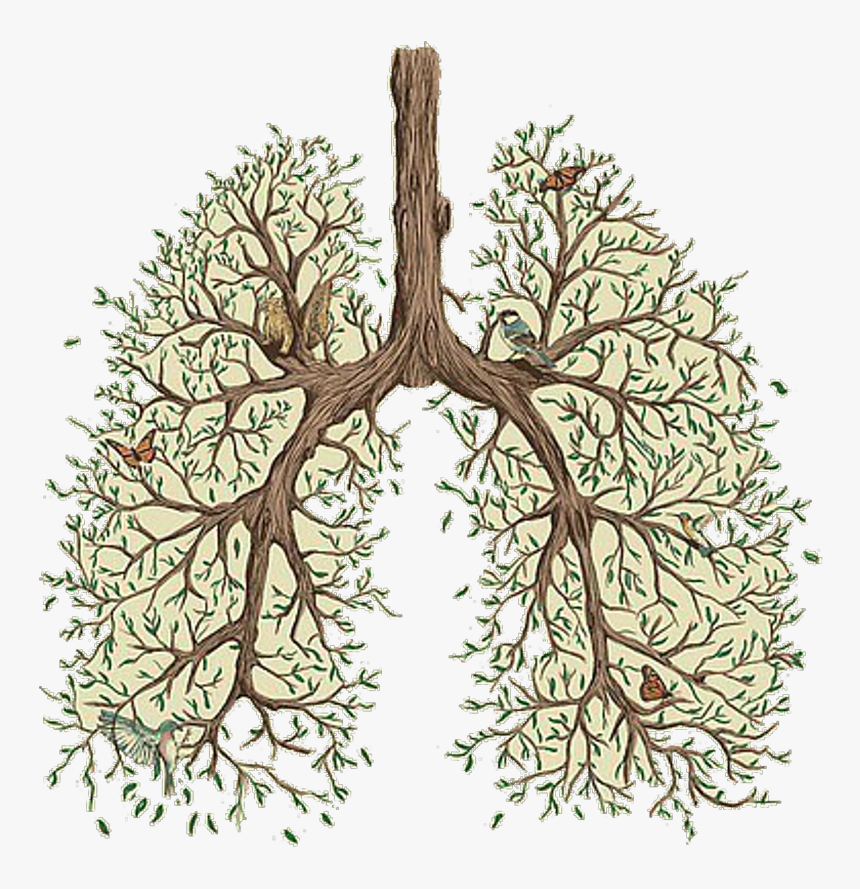 #tree #lungs #green #aesthetic #vaporwave #tumblr - Vancouver Sleep Clinic Lung, HD Png Download, Free Download