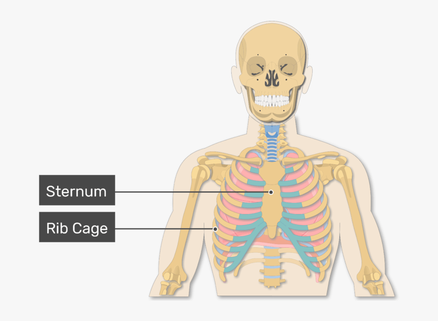 A View Of The Rib Cage And Lungs With Rib Cage Labeled Illustration