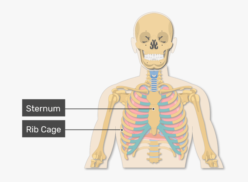 A View Of The Rib Cage And Lungs With Rib Cage Labeled - Illustration, HD Png Download, Free Download