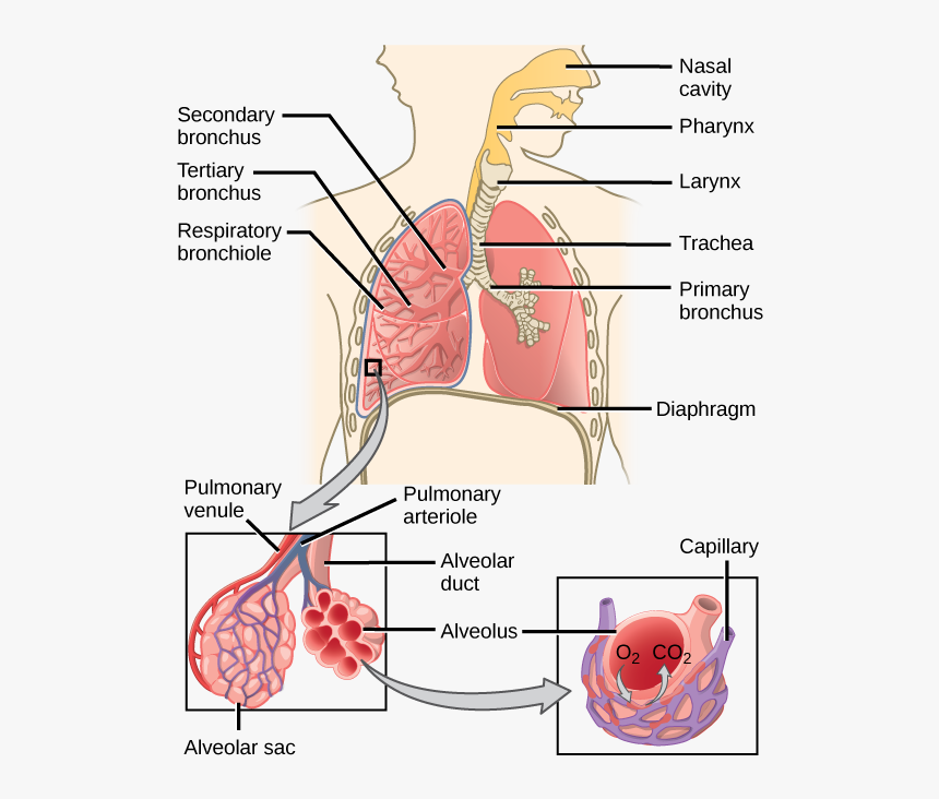 Circulatory And Respiratory System Diagram, HD Png Download, Free Download