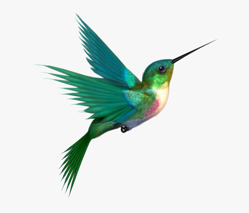 Hummingbird Quality Png Picture - Hummingbird Png, Transparent Png, Free Download