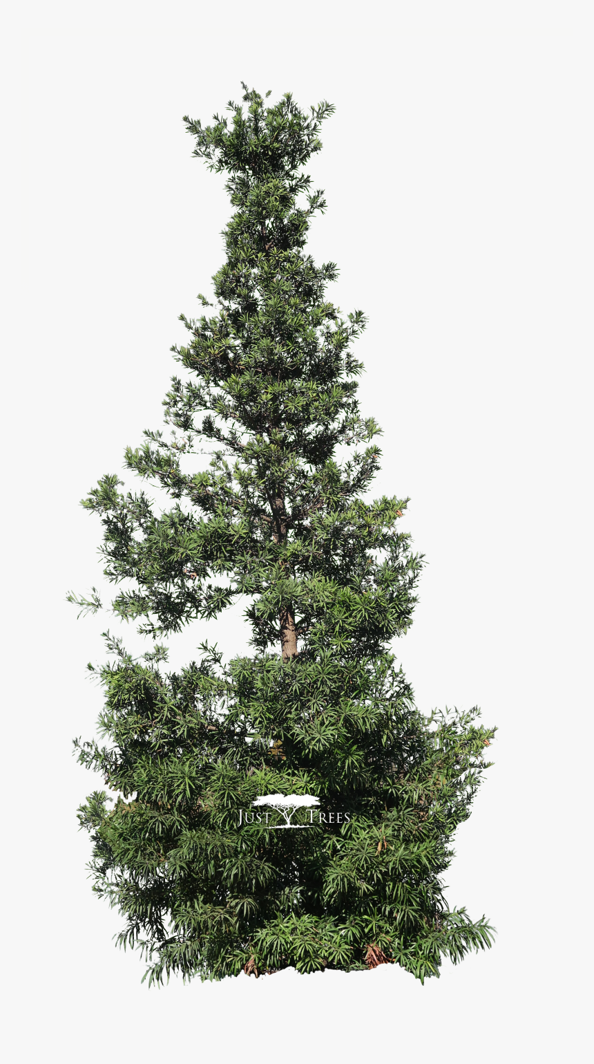 Christmas Tree - Podocarpo Png, Transparent Png, Free Download