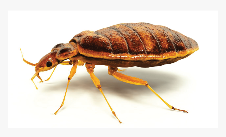 Bed Bug Extermination-07 - Bed Bugs Vs Lice, HD Png Download, Free Download