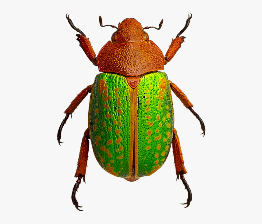 Bugs,ground Beetle,arthropod,leaf Footed Bugs,elephant - Insects Png, Transparent Png, Free Download