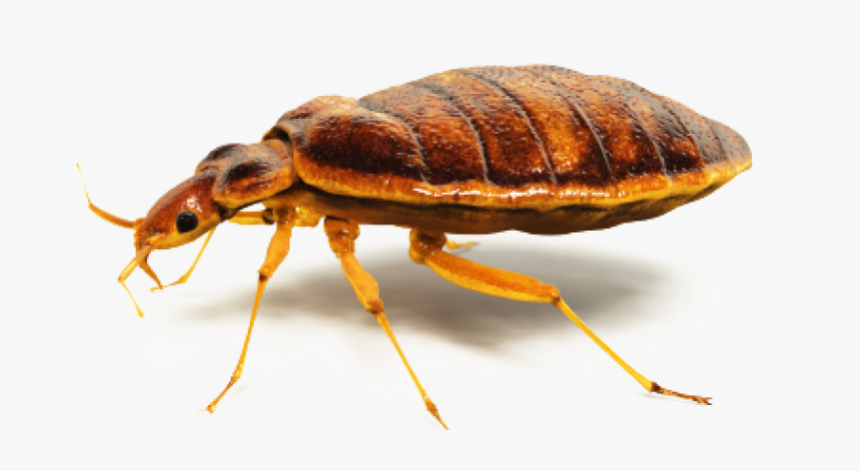 Bed Bugs, Bed Bug Service, Pest Control Service Ga, - Bed Bugs Control Png, Transparent Png, Free Download