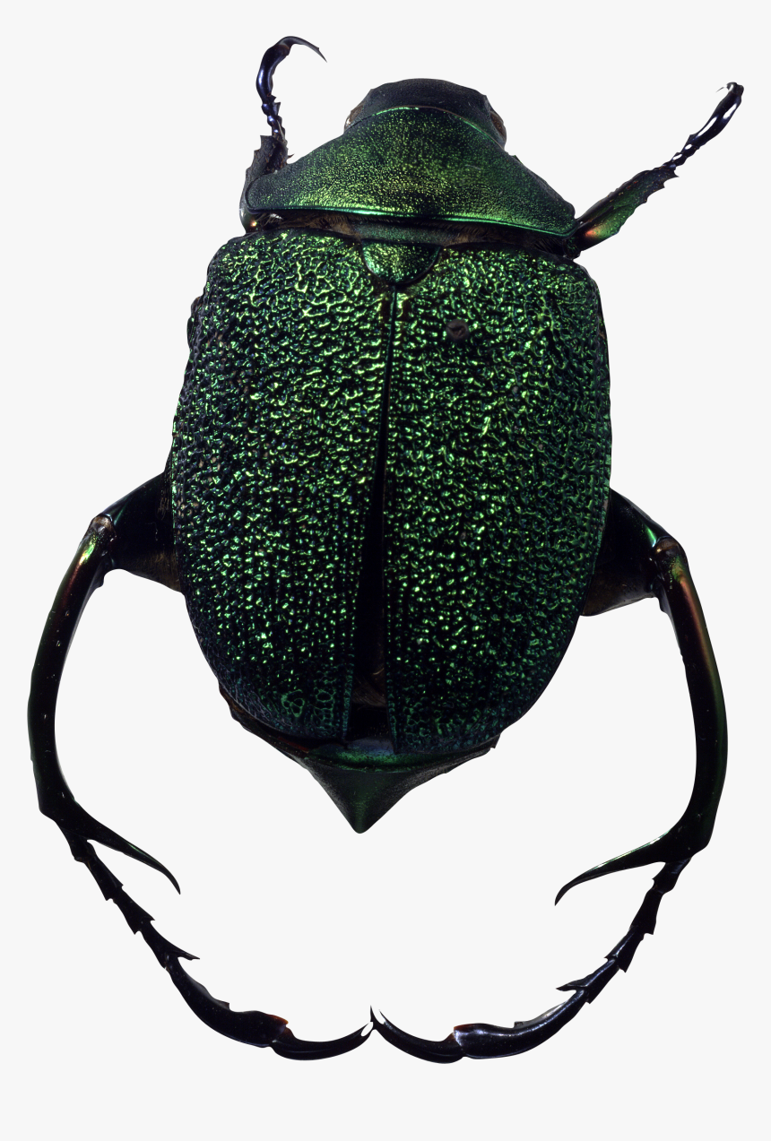 Bug Png Image - Portable Network Graphics, Transparent Png, Free Download