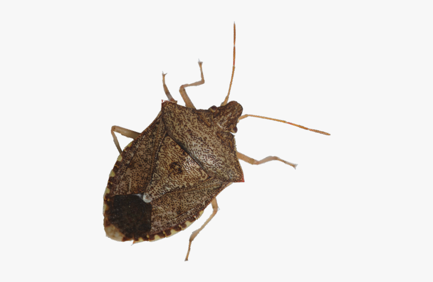 Transparent Bugs Stink Bug - Brown Marmorated Stink Bug, HD Png Download, Free Download