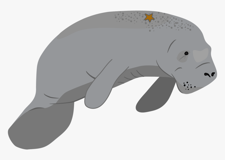 Mammal,sea Cows,tapir,snout,walrus - Manatee Png, Transparent Png - kindpng