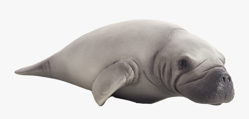 Manatee Png, Transparent Png, Free Download