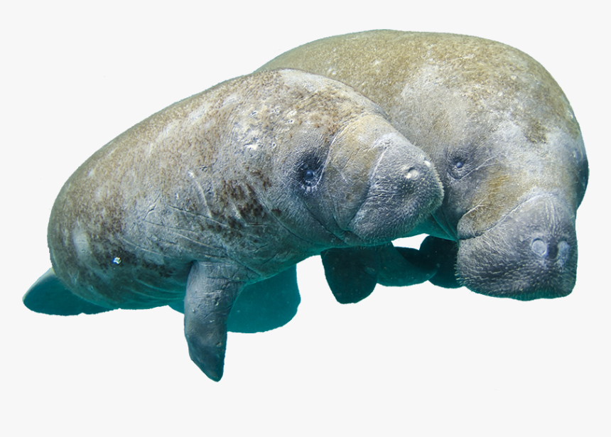 Picture - Manatee Transparent, HD Png Download, Free Download