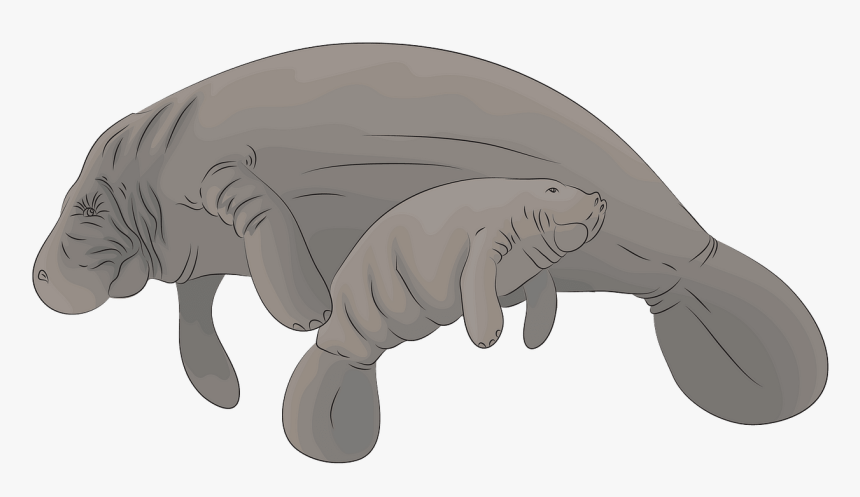 Dugong, HD Png Download, Free Download