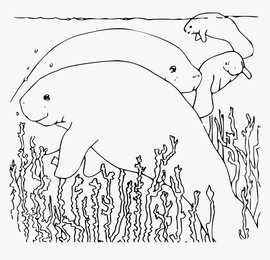 Manatee Coloring Pages, HD Png Download, Free Download