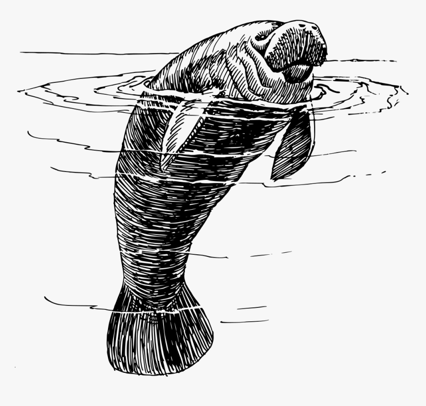 Manatee - Manatee Art, HD Png Download, Free Download