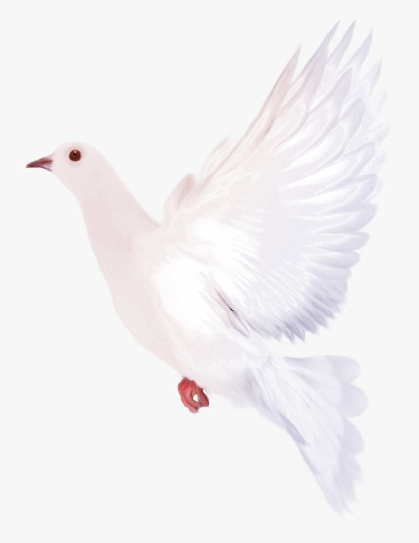 Dove Png Transparent Background - White Doves With Transparent Background, Png Download, Free Download