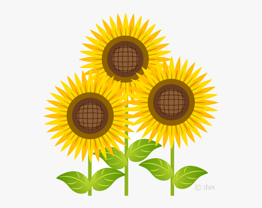 Sunflower Bright Three Clipart Free Picture Transparent - Sunflower Clipart, HD Png Download, Free Download