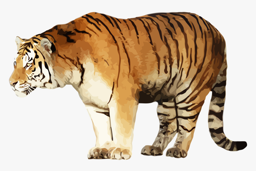 Transparent Daniel Tiger Clipart - Siberian Tiger, HD Png Download, Free Download