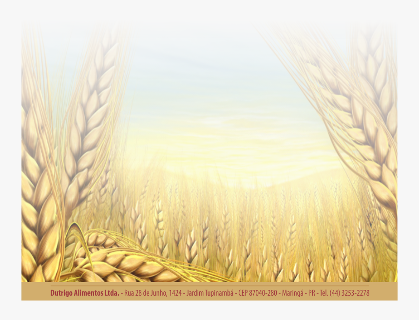 Wheat - Của Lễ Con Dâng, HD Png Download, Free Download