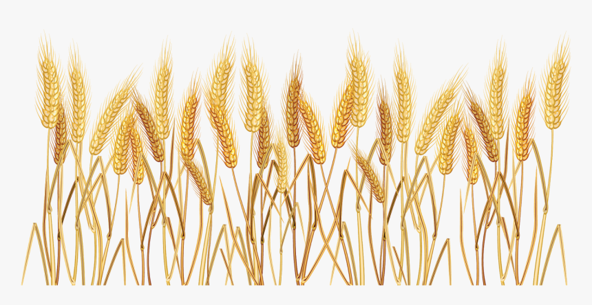 Png Transparent Wheat Transparent Background, Png Download, Free Download