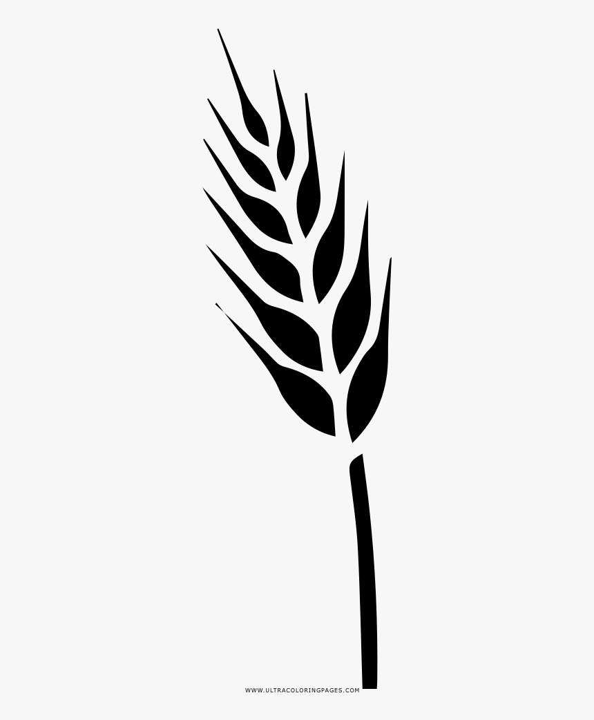 Triticale Drawing, HD Png Download, Free Download