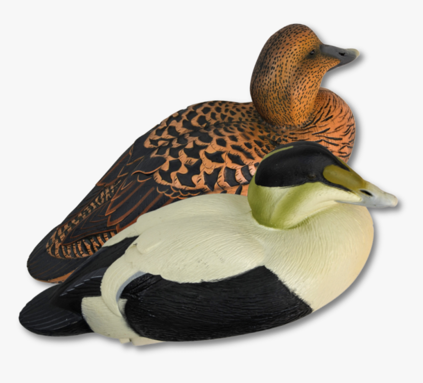 Image Of Ghg Pro-grade Eiders - Edderfugle Png, Transparent Png, Free Download