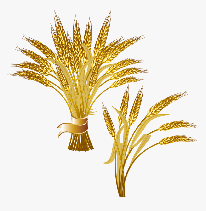 Trigo Com N Del - Ears Of Wheat Png, Transparent Png, Free Download