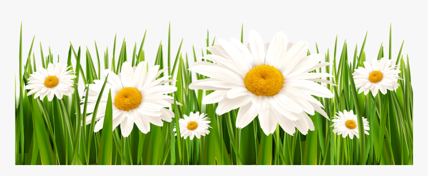 Poppies And Daisies With Grass Png Clipart Picture - Daisies Png, Transparent Png, Free Download