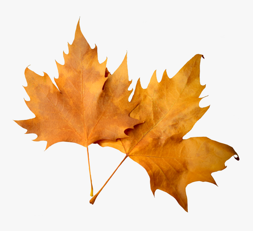 Transparent Pile Of Leaves Clipart - Fall Leaves Transparent Background, HD Png Download, Free Download