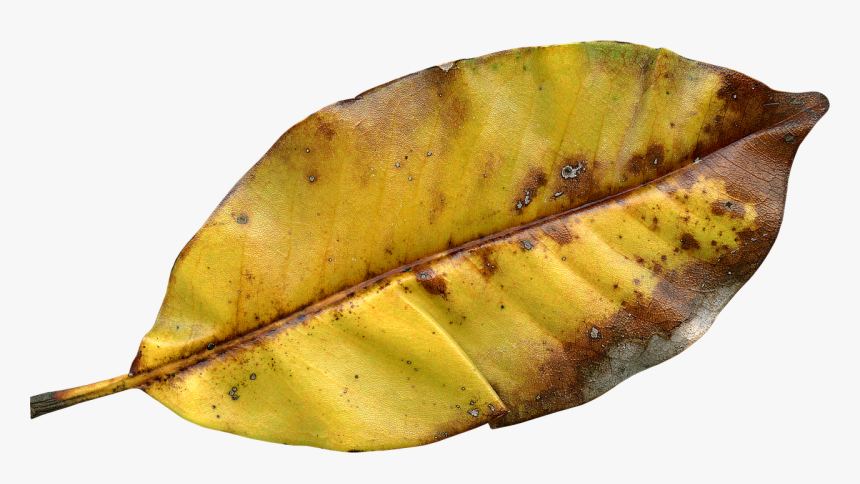 Fall Leaf Png, Transparent Png, Free Download