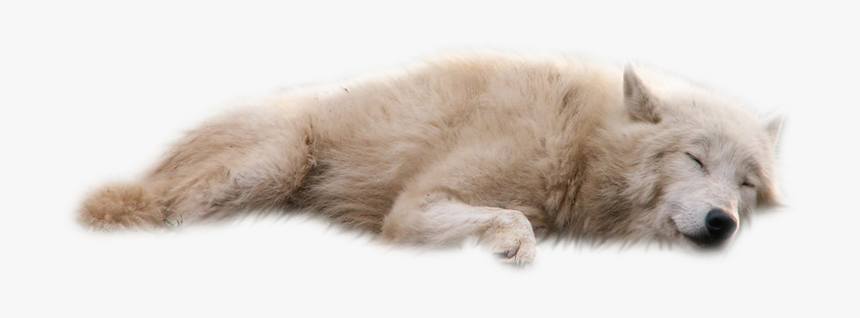 Dog Clip Art - Wolf Lying Down Png, Transparent Png, Free Download