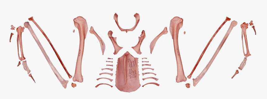 Back To The Complete Skeleton - Esqueleto Del Aguila Imperial Iberica, HD Png Download, Free Download