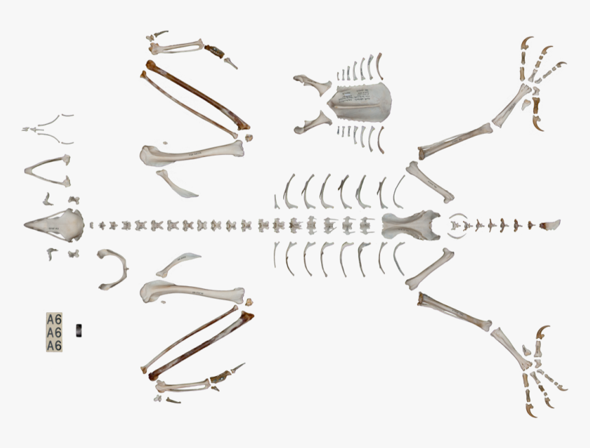 Skeleton, HD Png Download, Free Download