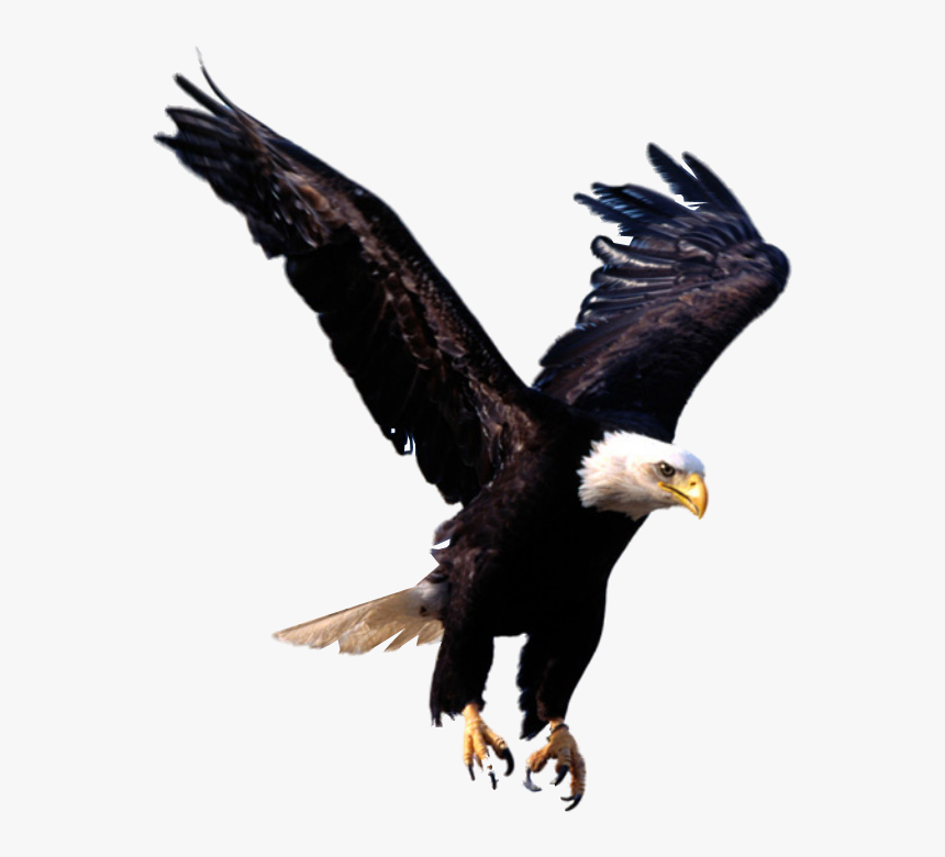 Bird,bald Eagle,bird Of - Transparent Background Eagle Png, Png Download, Free Download