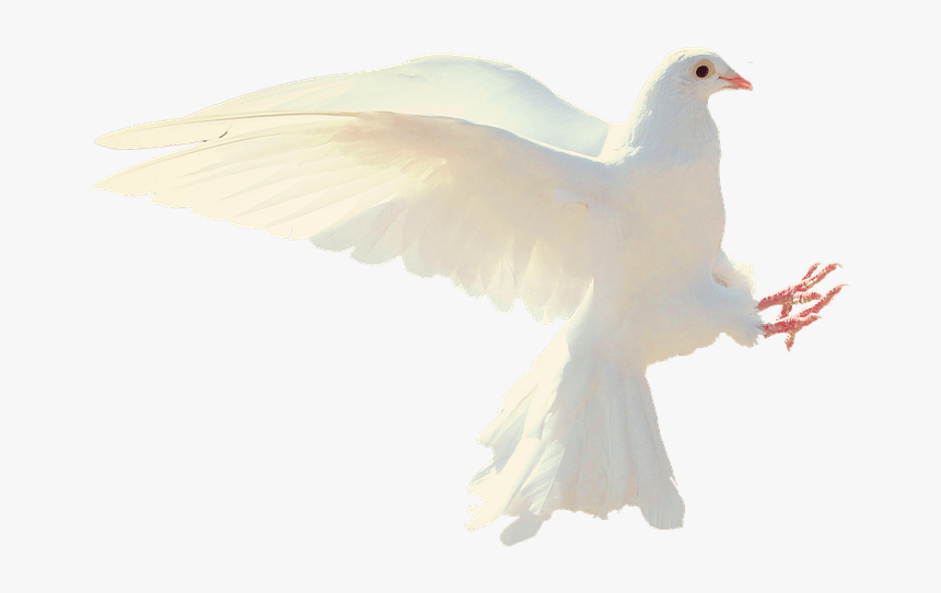 White Bird Png, Transparent Png, Free Download
