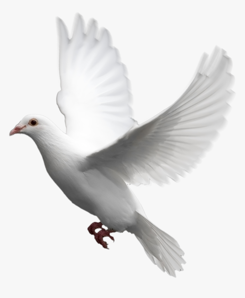 White Dove No Background, HD Png Download, Free Download