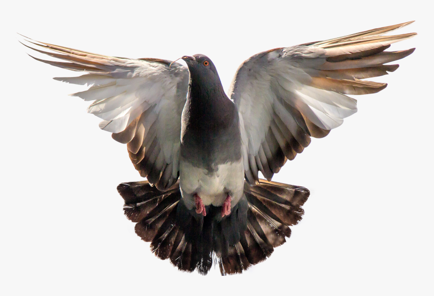 Pigeon Flying Png Image - Pigeon Png, Transparent Png, Free Download