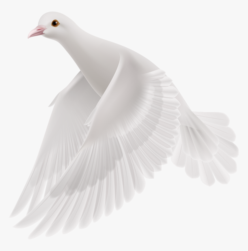 European Herring Gull, HD Png Download, Free Download