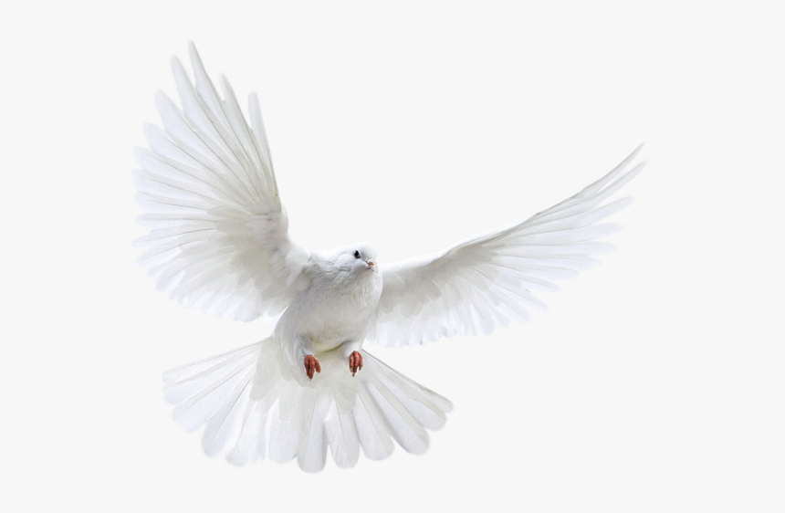 White Pigeon Png - Transparent Background Flying Pigeon Png, Png Download, Free Download