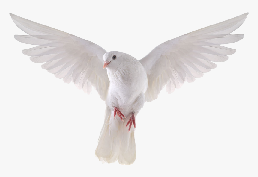 Pigeon Png Clipart - White Dove Transparent Background, Png Download, Free Download