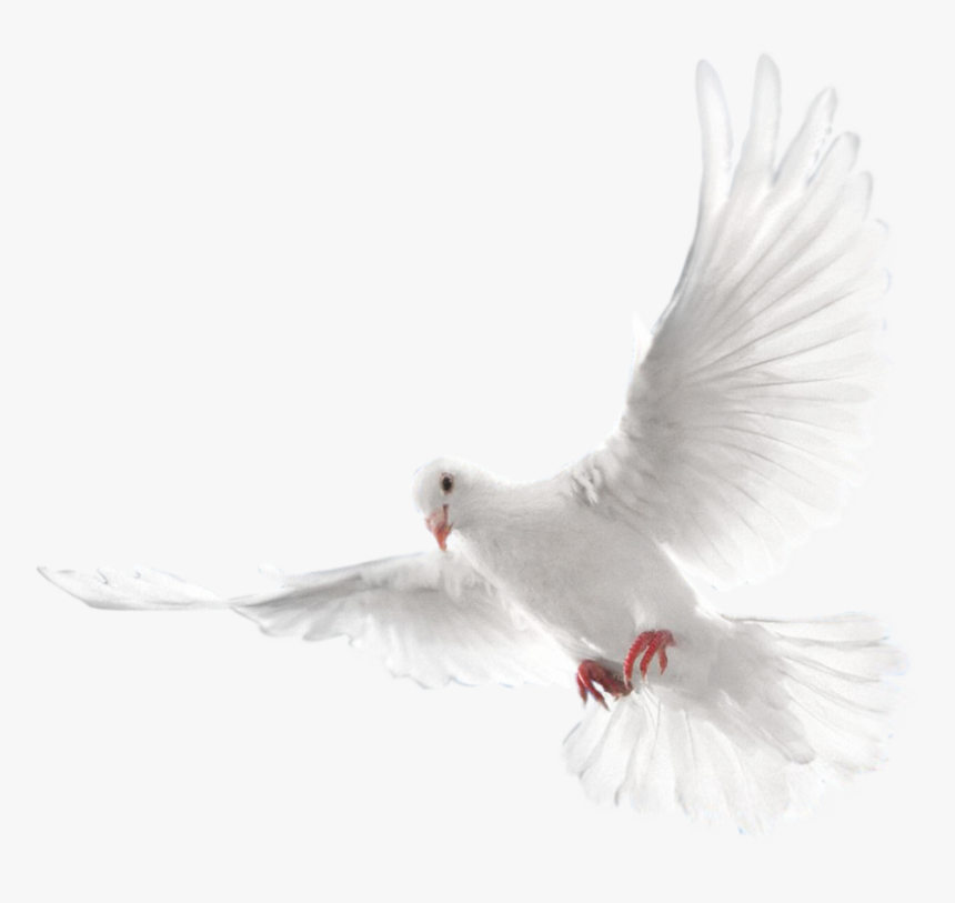 Png Format Dove Png Transparent Background, Png Download, Free Download