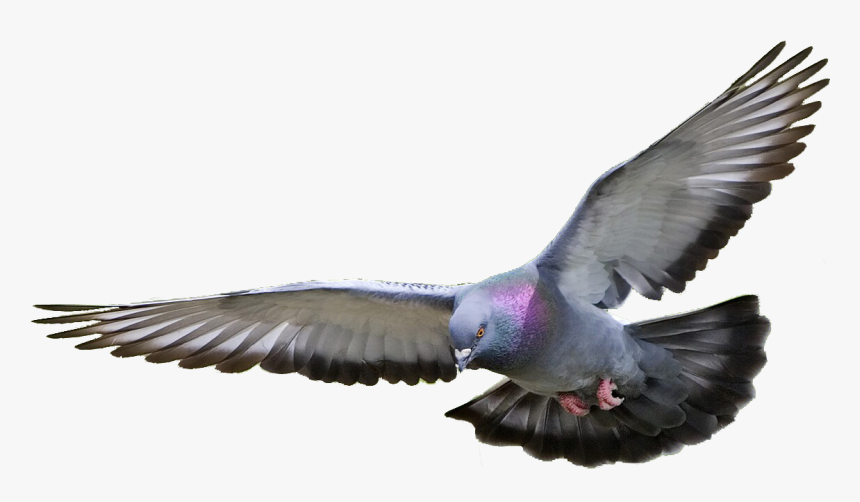 Pigeon Png Hd - Pigeon Png, Transparent Png, Free Download