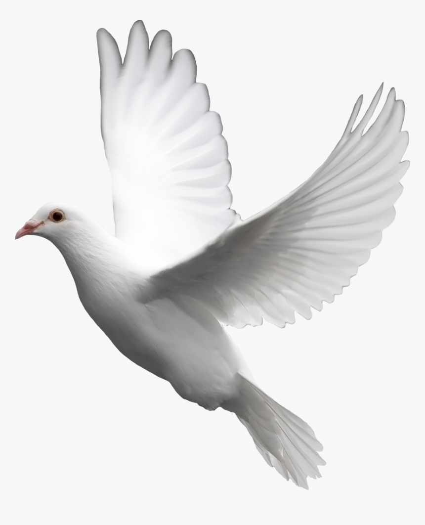 Pigeon Png, Transparent Png, Free Download