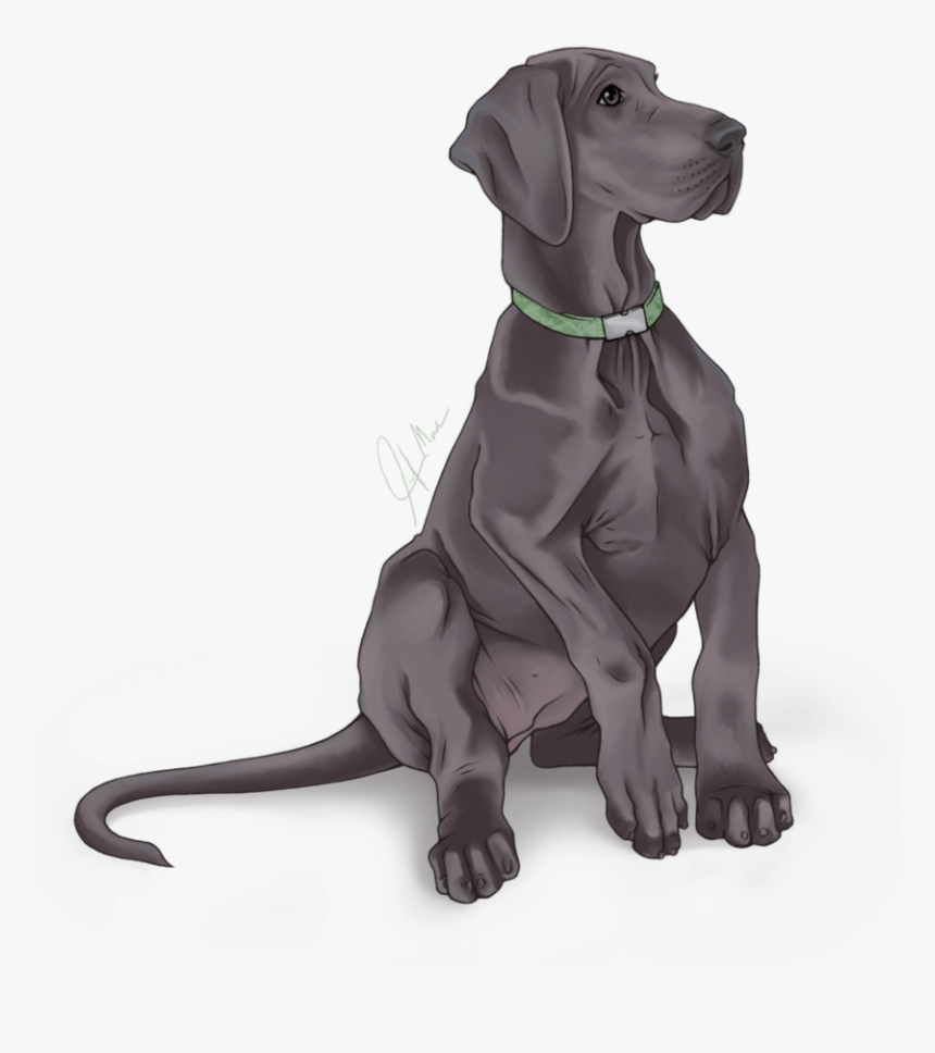 Weimaraner Great Dane Labrador Retriever Dog Breed - Great Dane Puppy Png, Transparent Png, Free Download