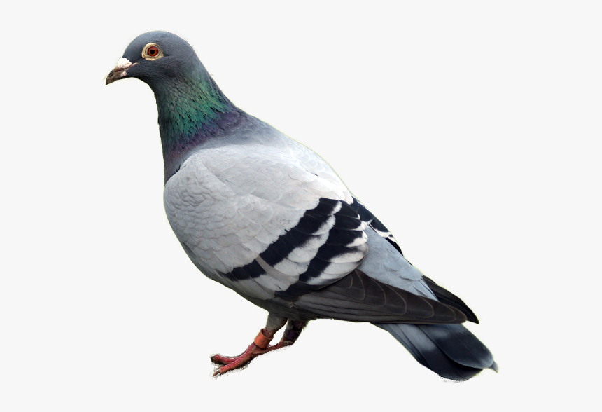 Pigeon Png Transparent, Png Download, Free Download