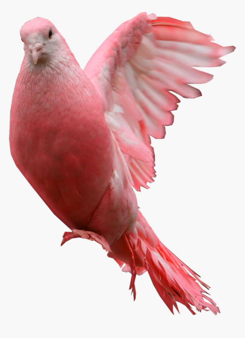 Pink Pigeon Png Image - Pink Pigeon Png, Transparent Png, Free Download